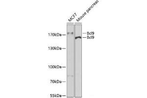Western blot analysis of extracts of various cell lines using Bcl9 Polyclonal Antibody at dilution of 1:400. (BCL9 抗体)