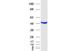 Western Blotting (WB) image for GDP Dissociation Inhibitor 2 (GDI2) (Transcript Variant 1) protein (Myc-DYKDDDDK Tag) (ABIN2730260)