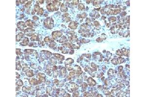 IHC testing of FFPE human pancreas with Mitochondrial antibody (GFM1 抗体)