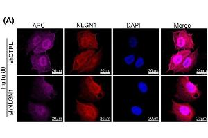 Confocal microscopy analysis of NLGN1(red) and APC (magenta) co-staining in HuTu 80 cells. (Neuroligin 1 抗体  (C-Term, Intracellular))