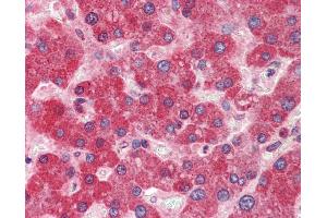 Immunohistochemistry (IHC) image for anti-DiGeorge Syndrome Critical Region Gene 8 (DGCR8) (N-Term) antibody (ABIN2776557) (DGCR8 抗体  (N-Term))