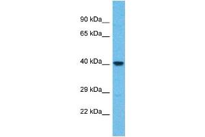 Western Blotting (WB) image for anti-WD Repeat Domain 86 (WDR86) (N-Term) antibody (ABIN2501186) (WDR86 抗体  (N-Term))
