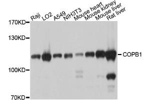 Western blot analysis of extracts of various cells, using COPB1 antibody. (COPB1 抗体)