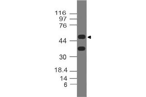 Image no. 1 for anti-Deleted in Esophageal Cancer 1 (DEC1) (AA 1-220) antibody (ABIN5027145) (DEC1 抗体  (AA 1-220))