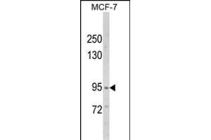 Western blot analysis of VPS53 Antibody (N-term) (ABIN652486 and ABIN2842328) in MCF-7 cell line lysates (35 μg/lane).