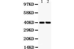 Anti- SFRP4 Picoband antibody, Western blotting All lanes: Anti SFRP4  at 0. (SFRP4 抗体  (AA 140-346))