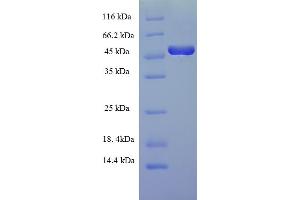 SDS-PAGE (SDS) image for FOS-Like Antigen 2 (FOSL2) (AA 1-326), (full length) protein (His-SUMO Tag) (ABIN5709533)
