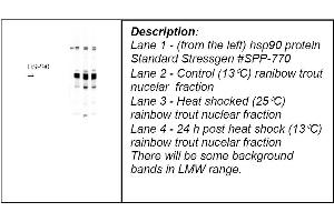 Lane 1 - (from the left) hsp90 protein Standard Stressgen #SPP-770 Lane 2 - Control (13°C) ranibow trout nucelar fraction Lane 3 - Heat shocked (25°C) rainbow trout nuclear fraction Lane 4 - 24 h post heat shock (13°C) rainbow trout nucelar fraction There will be some background bands in LMW range. (HSP90 抗体)
