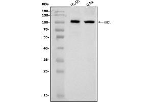Western blot analysis of ORC1 using anti-ORC1 antibody (ABIN7602199).