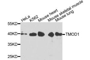 Western blot analysis of extracts of various cell lines, using TMOD1 antibody (ABIN6003523) at 1/1000 dilution. (Tropomodulin 1 抗体)