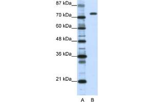 WB Suggested Anti-NCL Antibody Titration:  1. (Nucleolin 抗体  (C-Term))