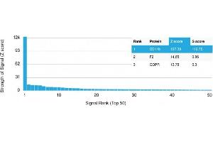 Analysis of Protein Array containing more than 19,000 full-length human proteins using CD11b Monospecific Mouse Monoclonal Antibody (ITGAM/3337). (CD11b 抗体  (AA 941-1074))