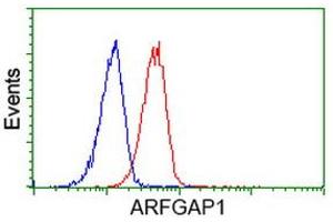 Image no. 5 for anti-ADP-Ribosylation Factor GTPase Activating Protein 1 (ARFGAP1) antibody (ABIN1496683) (ARFGAP1 抗体)