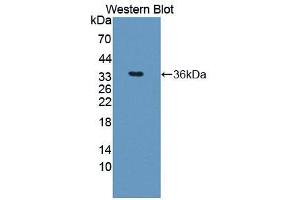 Western blot analysis of recombinant Human ARG. (ARG 抗体  (AA 1-322))