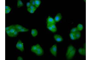 Immunofluorescence staining of HepG2 cells with ABIN7157929 at 1:33, counter-stained with DAPI. (LCE3C 抗体  (AA 1-94))