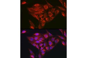 Immunofluorescence analysis of U2OS cells using NDUFB8 Rabbit pAb (ABIN7268814) at dilution of 1:100 (40x lens).