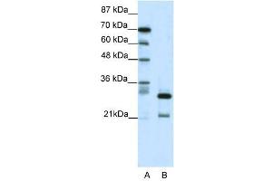 HMOX2 antibody (70R-10556) used at 0. (HMOX2 抗体  (N-Term))