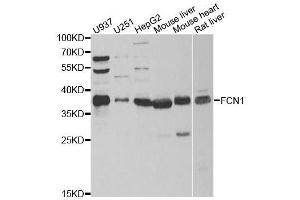 Western blot analysis of extracts of various cell lines, using FCN1 antibody. (FCN1 抗体  (AA 30-326))