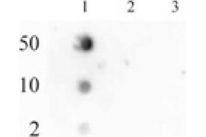 RNA Pol II CTD phospho Ser2 pAb tested by dot blot analysis. (Rpb1 CTD 抗体  (pSer2, Ser2))