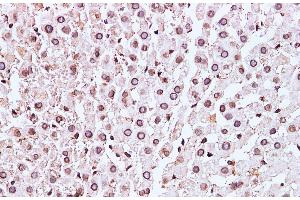 Immunohistochemistry of paraffin-embedded Mouse liver using Lamin B1 Polyclonal Antibody at dilution of 1:100 (Lamin B1 抗体)