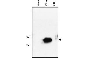 Image no. 1 for anti-Ring Finger Protein 34 (RNF34) (AA 1-373), (N-Term) antibody (ABIN401035) (RNF34 抗体  (N-Term))