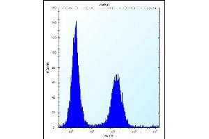 ENOX2 Antibody (N-term) (ABIN656881 and ABIN2846081) flow cytometric analysis of Jurkat cells (right histogram) compared to a negative control cell (left histogram). (ENOX2 抗体  (N-Term))