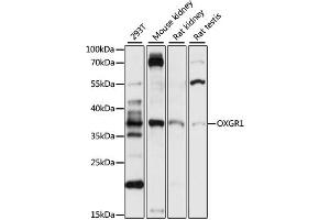 Western blot analysis of extracts of various cell lines, using OXGR1 antibody (ABIN7269133) at 1:1000 dilution. (OXGR1 抗体  (AA 50-150))