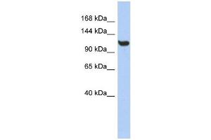 TMEM63C antibody used at 1 ug/ml to detect target protein. (TMEM63C 抗体  (Middle Region))