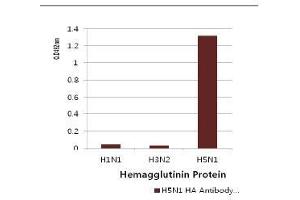 Influenza Hemagglutinin HA1 Chain antibody (Influenza A Virus H5N1) (AA 17-338)