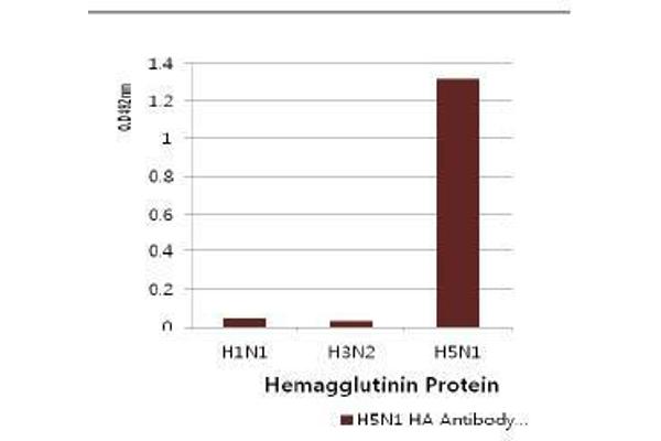 Influenza Hemagglutinin HA1 Chain antibody (Influenza A Virus H5N1) (AA 17-338)