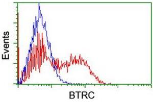 Image no. 2 for anti-beta-Transducin Repeat Containing (BTRC) (AA 52-354) antibody (ABIN1491576) (BTRC 抗体  (AA 52-354))