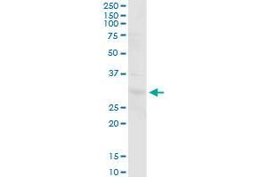 PGLS MaxPab polyclonal antibody. (PGLS 抗体  (AA 1-258))