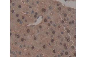 IHC-P analysis of Mouse Tissue, with DAB staining. (NR1H3 抗体  (AA 93-432))