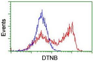 HEK293T cells transfected with either RC203798 overexpress plasmid (Red) or empty vector control plasmid (Blue) were immunostained by anti-DTNB antibody (ABIN2455583), and then analyzed by flow cytometry. (Dystrobrevin beta 抗体)