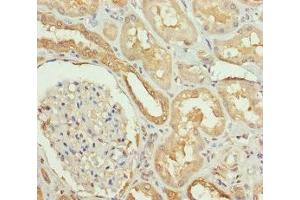 Immunohistochemistry of paraffin-embedded human kidney tissue using ABIN7169989 at dilution of 1:100 (Solute Carrier Family 34 (Type II Sodium/phosphate Contransporter), Member 1 (SLC34A1) (AA 1-103) 抗体)