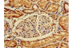 Immunohistochemistry of paraffin-embedded human kidney tissue using ABIN7156253 at dilution of 1:100