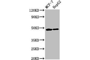 Western Blot Positive WB detected in: MCF-7 whole cell lysate, HepG2 whole cell lysate All lanes: CNNM3 antibody at 5. (Cyclin M3 抗体  (AA 358-645))