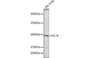 Western blot analysis of extracts of Rat lung using FLT4 Polyclonal Antibody at dilution of 1:1000. (FLT4 抗体)