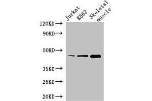 Western Blot Positive WB detected in: Jurkat whole cell lysate, K562 whole cell lysate, Mouse skeletal muscle tissue All lanes: MEIS1 antibody at 2. (MEIS1 抗体  (AA 1-90))