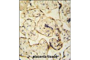 CLIC6 antibody immunohistochemistry analysis in formalin fixed and paraffin embedded human placenta tissue tissue followed by peroxidase conjugation of the secondary antibody and DAB staining. (CLIC6 抗体  (AA 539-565))