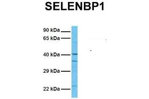 Western Blotting (WB) image for anti-Selenium Binding Protein 1 (SELENBP1) (C-Term) antibody (ABIN2783295)