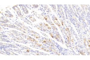 Detection of FCN1 in Mouse Stomach Tissue using Polyclonal Antibody to Ficolin 1 (FCN1) (FCN1 抗体  (AA 25-317))