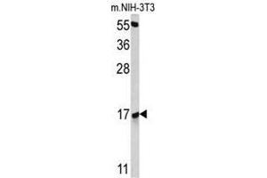 Western blot analysis of RBM3 antibody (Center) in NIH-3T3 cell line lysates (35ug/lane).