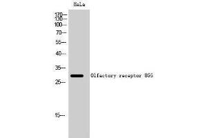 OR8G5 抗体  (Internal Region)