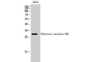 Western Blotting (WB) image for anti-Olfactory Receptor, Family 8, Subfamily G, Member 5 (OR8G5) (Internal Region) antibody (ABIN3186195)