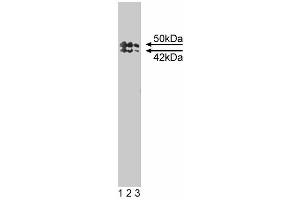 Western blot analysis of TIAR on a mouse macrophage cell lysate. (TIAL1 抗体  (AA 161-365))