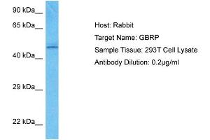 Western Blotting (WB) image for anti-gamma-aminobutyric Acid (GABA) A Receptor, pi (GABRP) (N-Term) antibody (ABIN2792265)