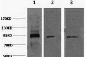 Western Blot analysis of 1) Hela, 2) Jurkat, 3) HepG2 cells using Oct-1/2 Monoclonal Antibody at dilution of 1:2000. (Oct-1/2 抗体)