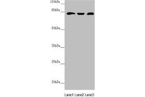 HOOK2 antibody  (AA 440-719)
