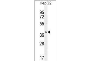 RN Antibody (C-term) (ABIN655838 and ABIN2845252) western blot analysis in HepG2 cell line lysates (35 μg/lane). (RNF215 抗体  (C-Term))